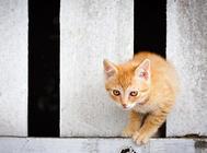 猫咪在手术之后的照顾及注意事项,猫咪做绝育手术必看!