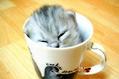猫咪一直吃不胖怎么办?猫咪增肥方法!