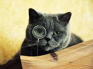 猫血巴尔通氏体病有哪些特征?怎么治疗?