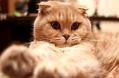 怀孕的猫咪该怎么吃饭?照顾孕期母猫指南!
