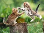 猫咪为什么会打架?原因是什么?