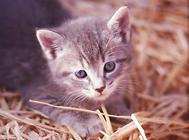 养猫必修课:关于猫咪心脏的一些基本知识!