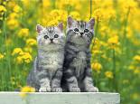 猫总在床上尿尿怎么办?猫咪尿床的原因和应对方法!
