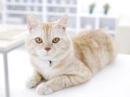 适宜猫咪外用的中药有哪些?适宜猫咪外用的中药!