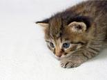 让猫咪瘦下来的运动有哪些?秘诀在这里!