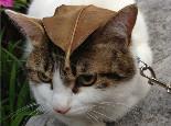 怎么避免猫咪丢失,四招降低猫咪遗失风险!