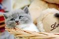 猫咪牙齿不健康会瘦吗?宠物猫越来越瘦的原因!