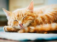 猫咪的镇痛及药物使用,养猫常备药!