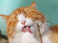 猫咪的除草剂中毒,这些日常用品对猫咪有毒!