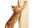 如何训练猫咪自由出入?训练猫咪技巧!