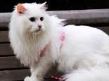 猫猫训练:如何制止山东狮子猫玩耍中的攻击?