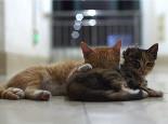猫咪在床上尿尿怎么办?如何防止猫在床上拉屎尿尿?