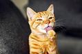 猫咪多大可以吃WOWO化毛膏?并是不越早越好!