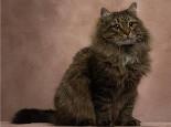 想跟猫咪一起爬山,训练猫咪爬山的方法!