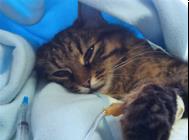 猫咪腹泻老不好,猫感染性腹泻及诊疗!