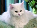 猫和狗总是打架,如何让猫咪跟其他动物和平相处?