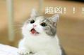 夏天猫咪食欲下降是正常的吗?猫奴不必太慌张!