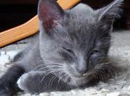 猫咪在手术前需要准备什么?一定要记得这些!