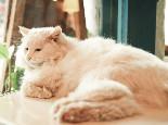 如何教育做错事的猫咪?猫咪训练方法!