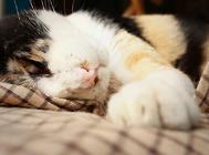 猫咪发烧了该怎么办?猫咪感冒发烧的应对措施!