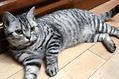 美国短毛猫吃了鱿鱼后拉稀怎么办?