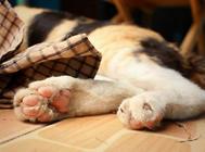 铲屎官怎么从猫臀看猫咪健康,养宠必看!
