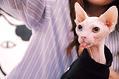 无毛猫是什么猫?无毛猫贵不贵?