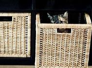 猫咪的钡餐造影,猫咪健康!