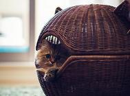 猫咪吐黄水是什么情况? 猫咪吐黄水的原因及治疗!