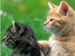 猫咪胆小要从小训练,训练猫咪的胆量!