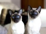 猫咪太调皮该怎么训练?如何把猫咪训练的听话乖巧!