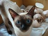 怎样训练猫猫抓爬?猫咪的训练要从小抓起!