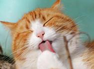 带你了解猫咪高血压的症状与治疗管理!