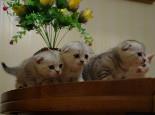 猫咪夜游的习惯能纠正吗?改变猫咪夜游习惯训练技巧!