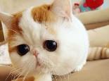 训练猫咪听懂“来”的口令,猫咪训练技巧!