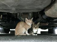 猫咪休克的急救方法,家庭必备!