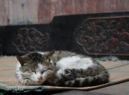 猫咪得了脂肪肝怎么办? 猫咪脂肪肝的药物治疗!
