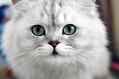 宠物猫可以吃肉吗?2个月的小猫可以吃肉吗?