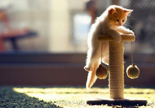 教育猫咪要斗智斗勇,猫咪训练技巧!