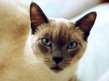 猫咪为什么难以训练?其实是你训练它的方法不正确!