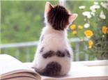 主人不在家如何让猫咪学会独处?猫咪训练!