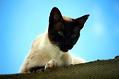 暹罗猫如何才能预防猫藓?养猫必看!