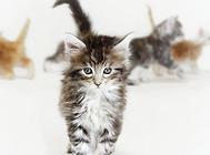 给猫咪换药的方法及注意事项,猫咪养护技巧!