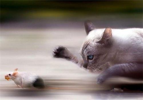 训练幼猫注意事项,猫奴们快来看看!