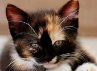 秋冬季节谨防猫咪防冻液中毒,新手必看!