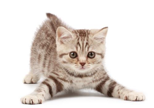 让猫猫学会听话,训练训斥猫咪注意事项!