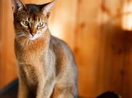 猫咪急性肾功能衰竭如何治疗?猫咪肾功能衰竭应对措施!