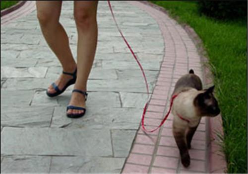 训练猫咪和你一起散步,教你如何遛猫!