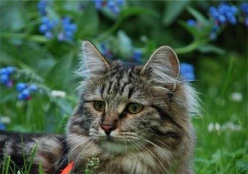 西伯利亚猫动作训练技巧,猫咪训练!