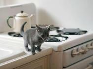 猫咪的横膈膜心包疝诊断与治疗!